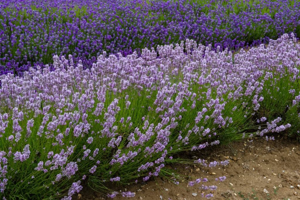 rows of L. angustifolia 'Miss Katherine' plants