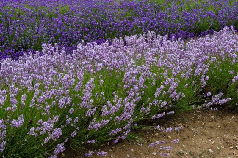Commercial Growers Share 20 Lovely Lavender Types They Swear By ...