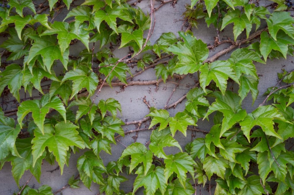 palmate leaves from an ivy plant growing against a concrete wall