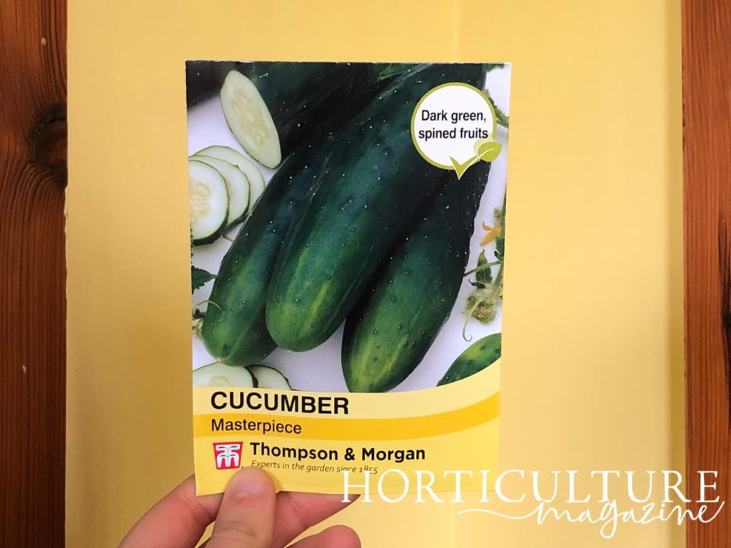 cucumber 'masterpiece' seed packet being held up in front of a yellow wall