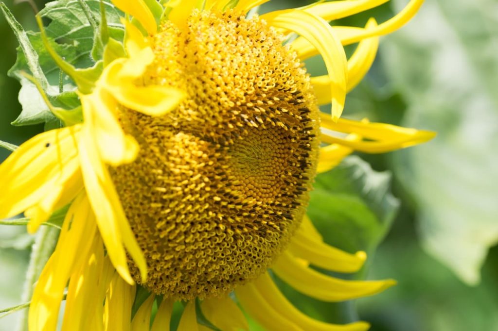 large yellow centre and frilly yellow inflorescences of a titan sunflower plant