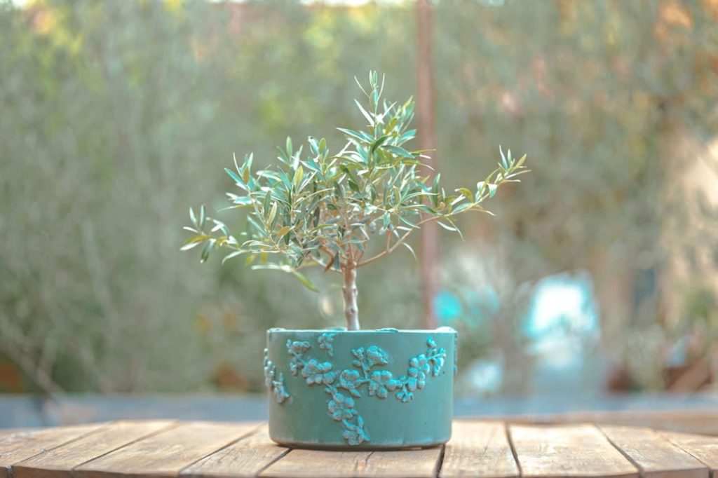 decorative blue-green pot with a small olive tree growing from it