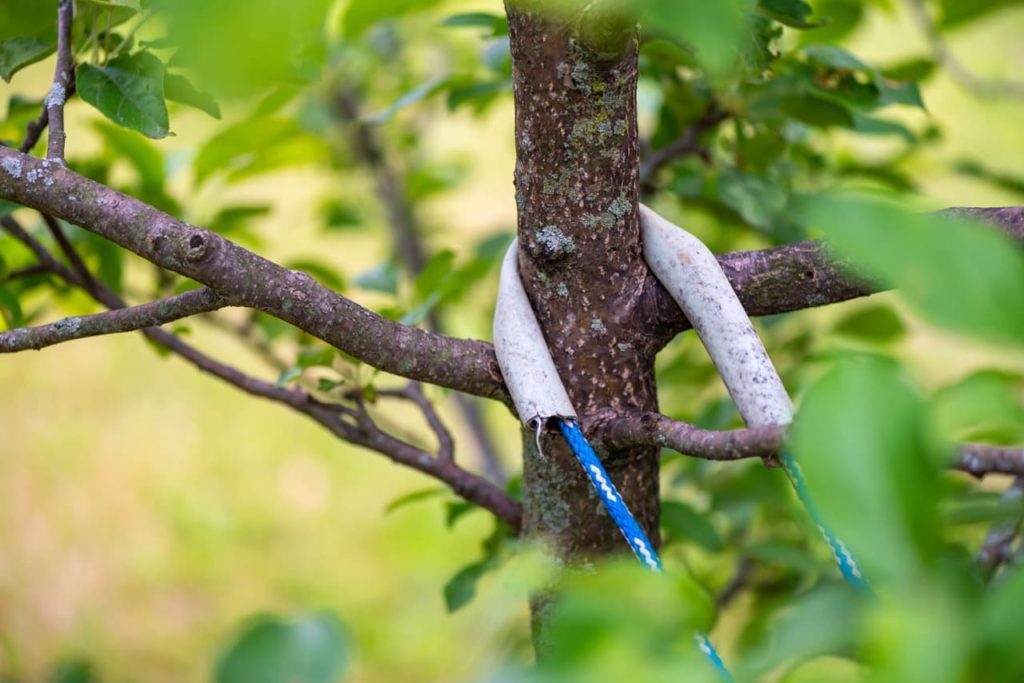 wire rope fitted with a rubber section supporting a medium-sized malus