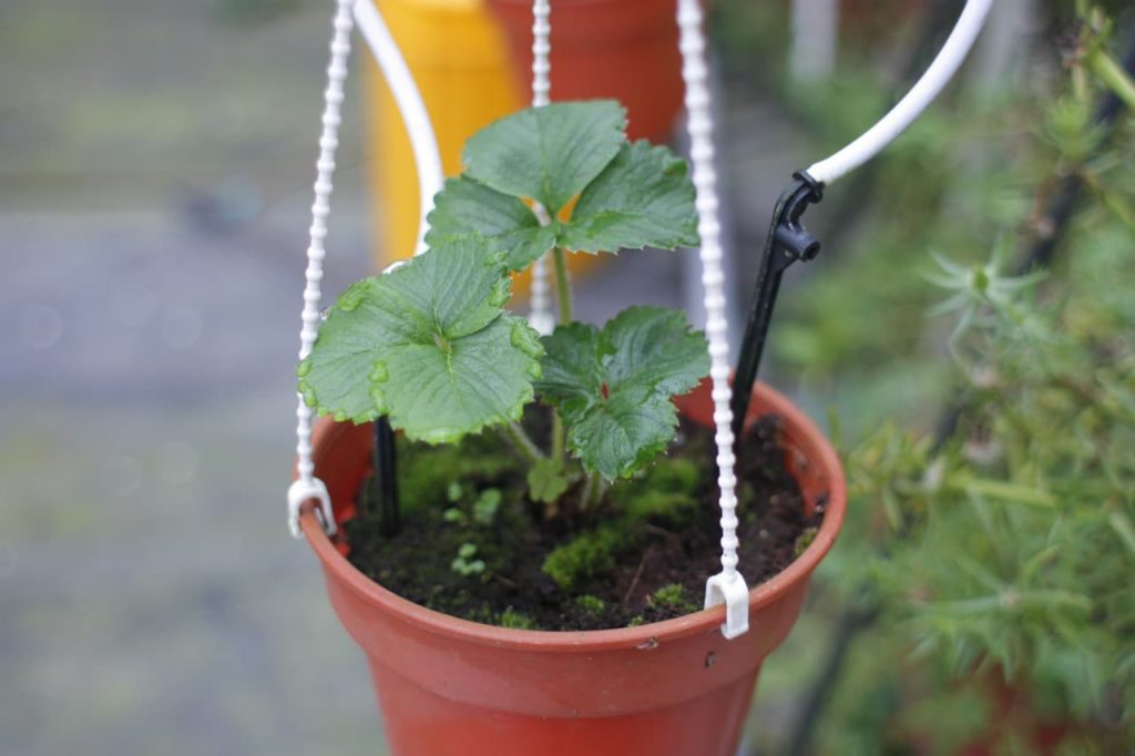 small hanging pot with a strawberry seedling