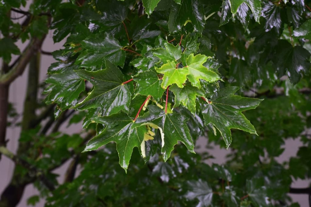glossy wet foliage from a A. pseudoplatanus tree with palmate leaves