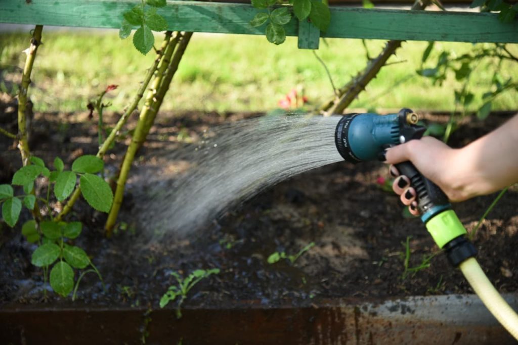 hose pipe being used to water the base of recently planted roses growing in a garden bed