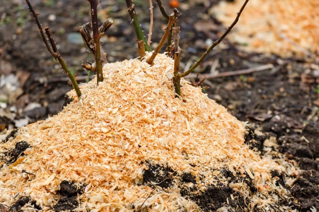 sawdust used as a mulch at the base of a recently transplanted bare-root rosa plant