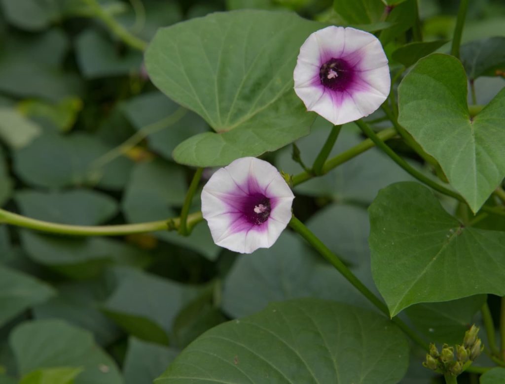 white and purple coloured tubular flowers and large leaves shaped like hearts adorning the stems of a sweet potato vine