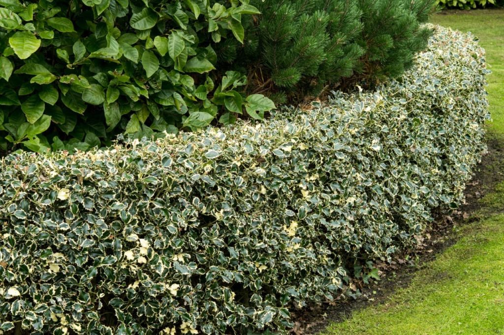 Ilex aquifolium 'Argentea Marginata' hedge with variegated cream and green leaves wrapping around the edge of a garden lawn