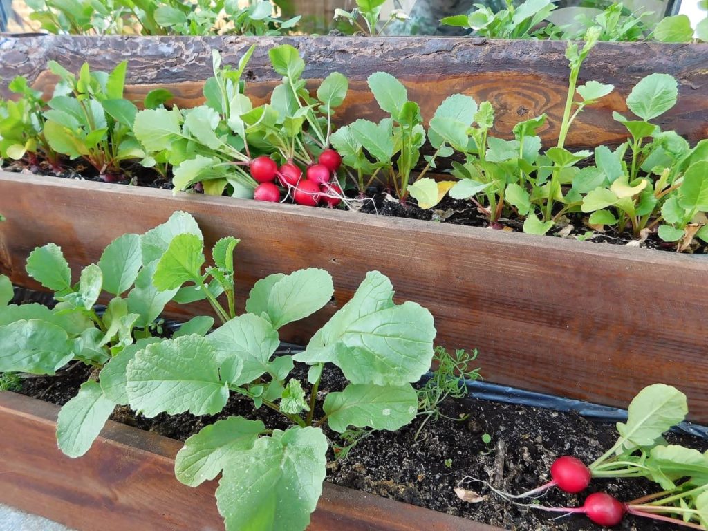 R. sativus plants growing in troughs, with some plants having been harvested already