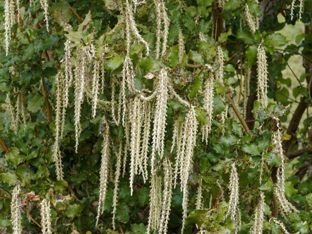 long, creamy catkins dangling from the wooden branches of a silk tassel 'James Roof' climbing plant