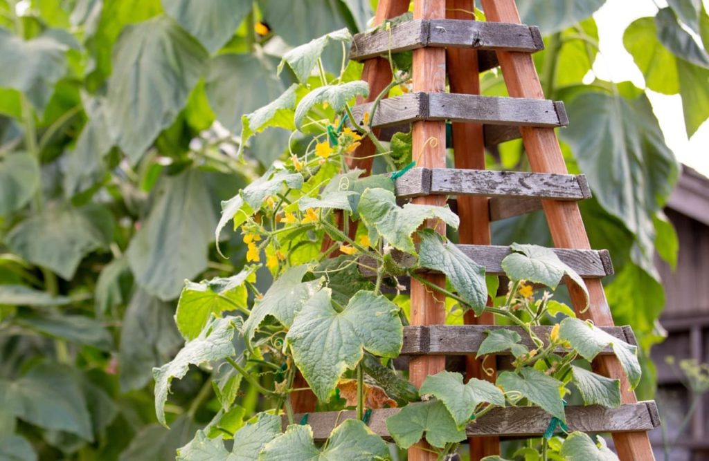 Obelisk trellis made from two shades of brown timber