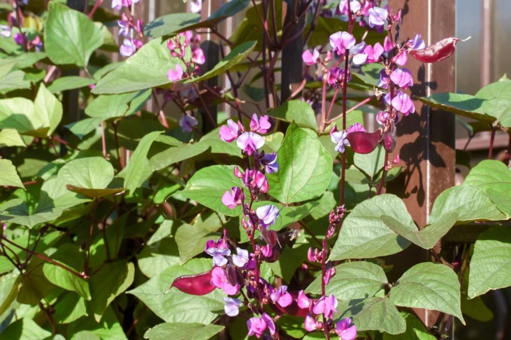 Lablab purpureus climber growing against a wooden fence with heart-shaped leaves and pink flowers