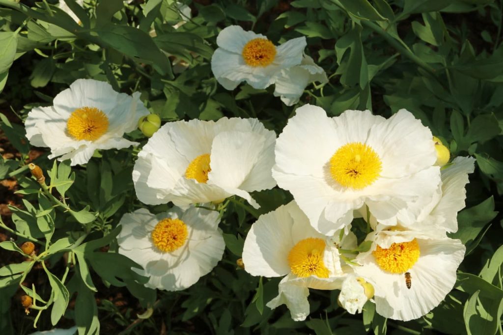 frilly white blooms of Romneya coulteri plants with yellow centres