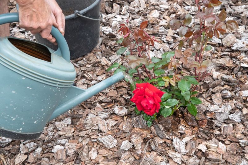 How & When To Feed Roses In The UK Horticulture Magazine