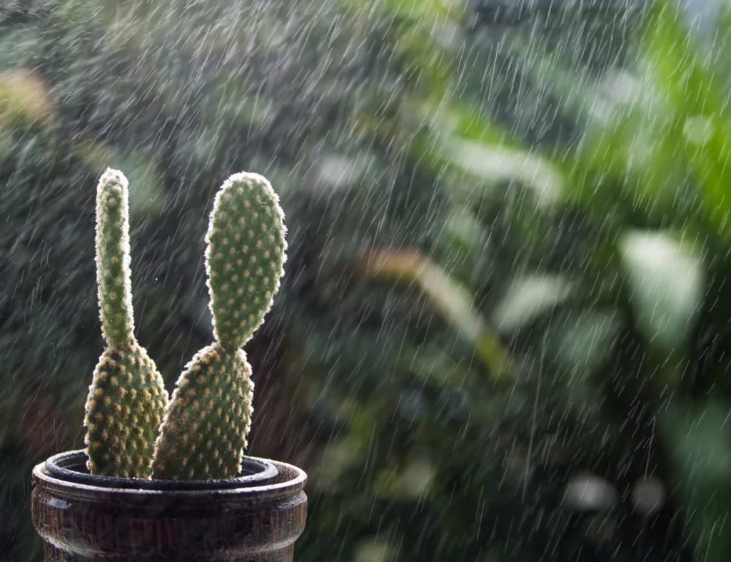 potted opuntia with a figure of 8-like cladode growing outdoors in the rain