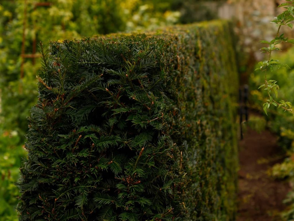 neat formal hedge made up of Taxus shrubs growing in a compact form