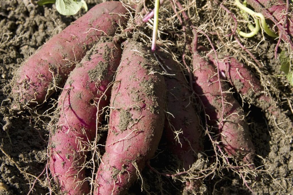 harvested Ipomoea batatas tubers with large red roots covered in soil
