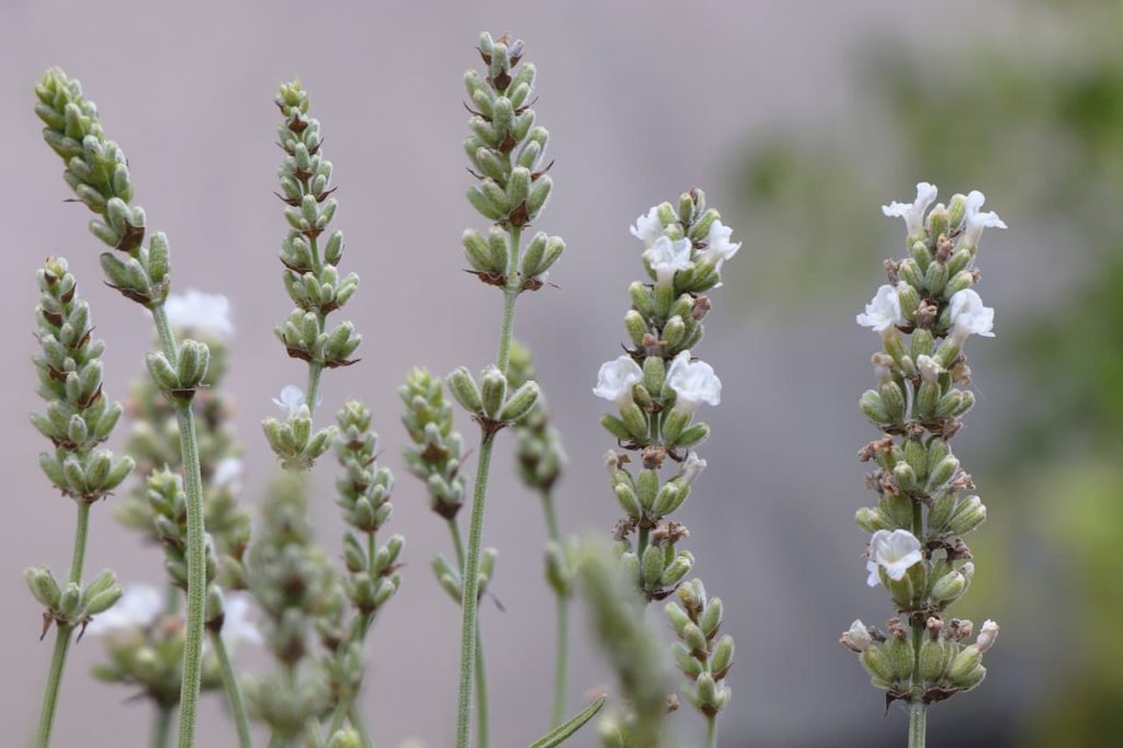 upright stems with green flower buds on an L. angustifolia 'Nana Alba', some of which have opened to reveal white flowers