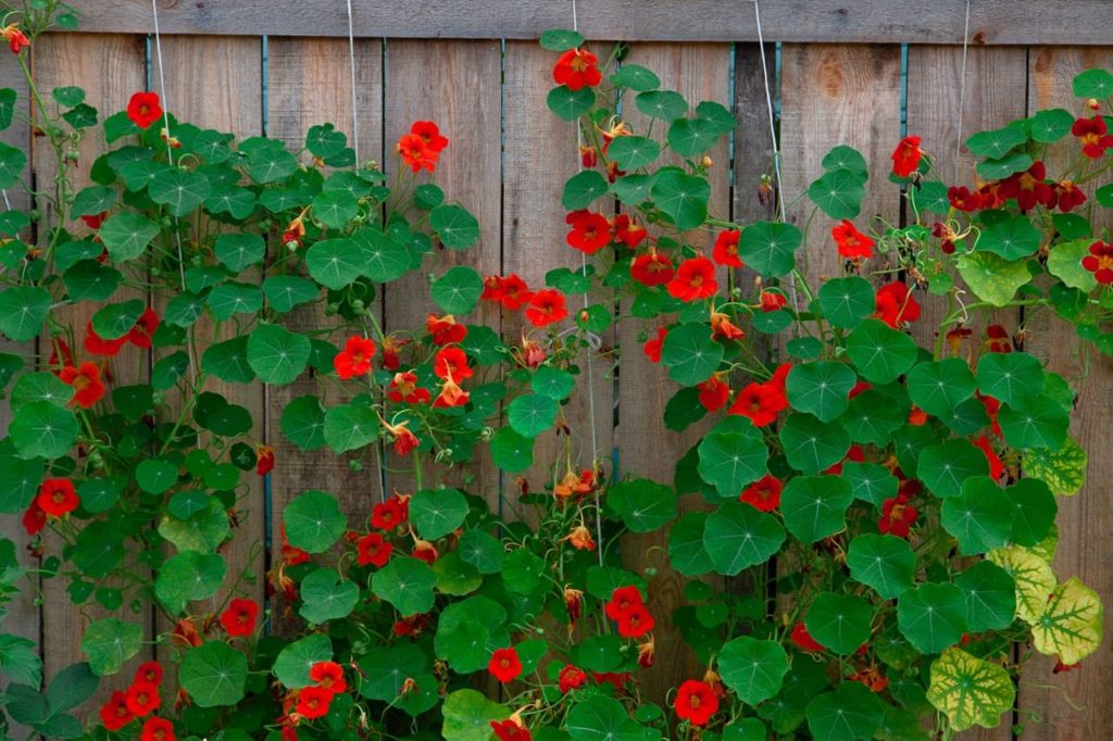orange flowers from a Tropaeolum majus growing on string supports hanging from a fence