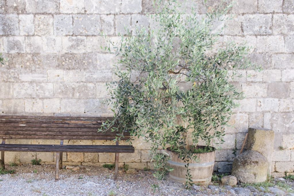 olive tree growing in a small wooden barrel, next to a bench in front of a stone wall