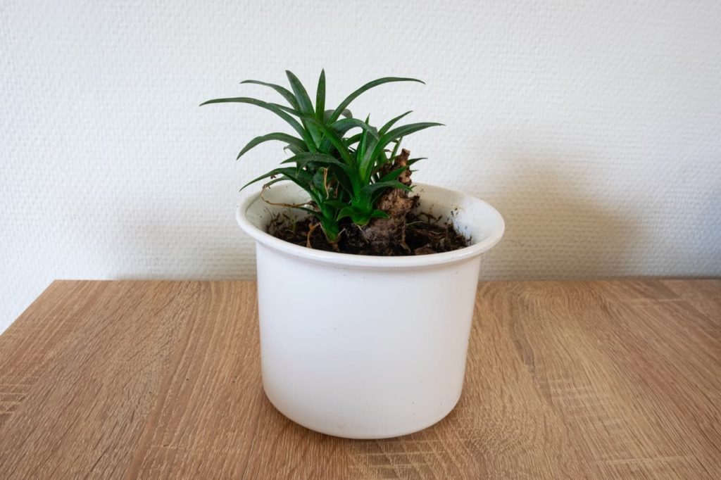 a white container on a table indoors with a leafy pineapple top planted inside