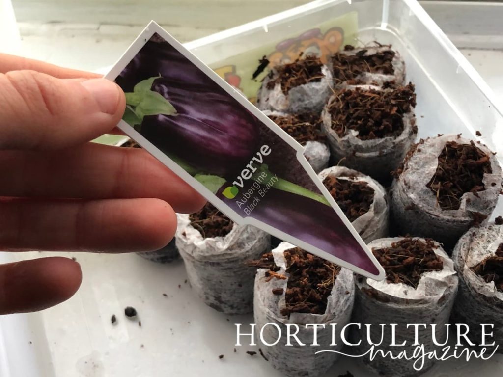 aubergine 'black beauty' seed label being held over a tub filled with recently sown seeds