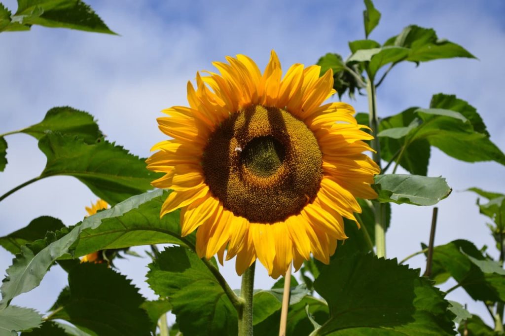 tall upright stem bearing serrated leaves and a large flower head from a H. annuus 'Russian Giant'