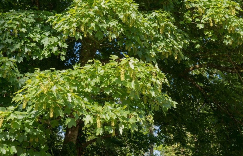 an abundance of palmate leaves covering the branches of a tall sycamore tree