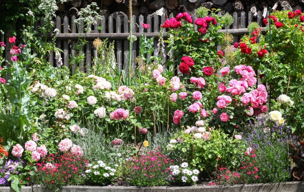 a flower border full of pink and white rose shrubs and other white, purple, yellow and white flowering plants, including lavender and gerberas