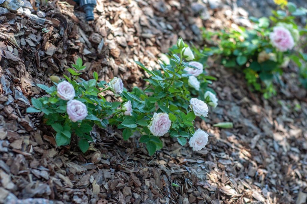 small rose shrubs growing from an area with lots of wood chips