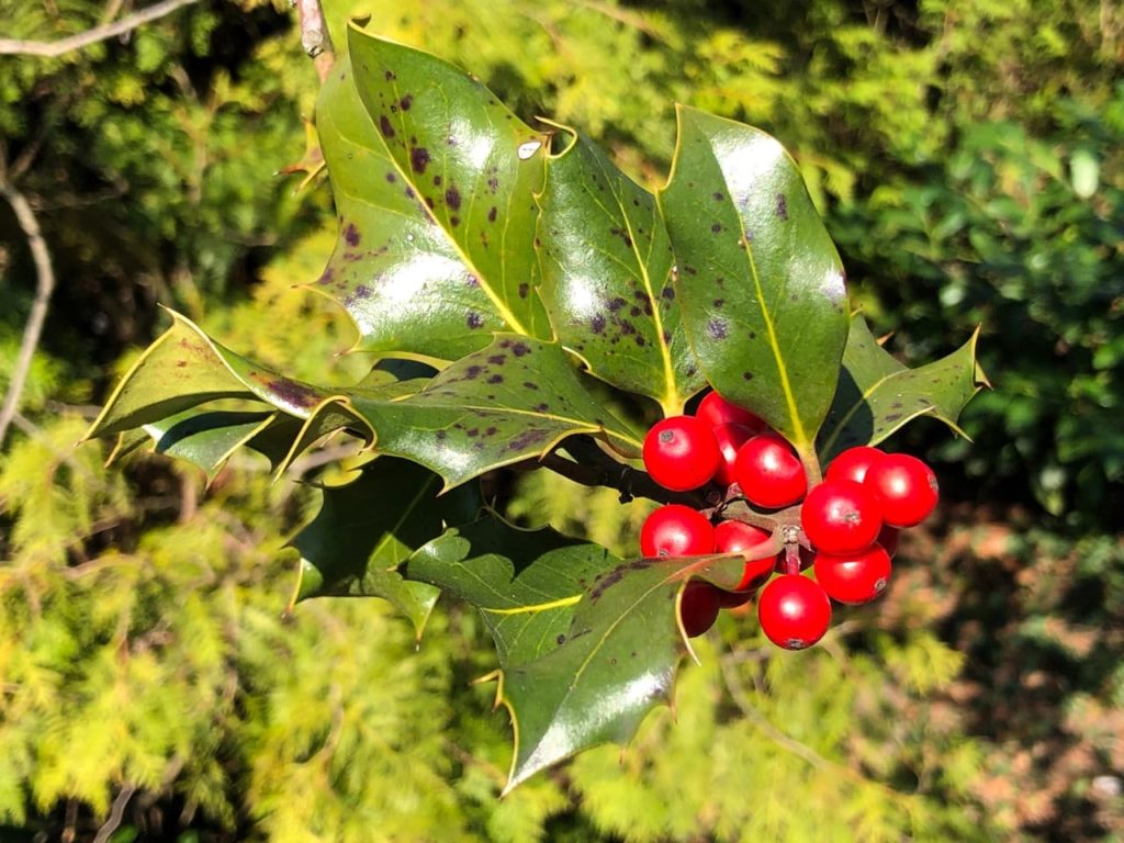 black fungal spots on the surface of the slightly serrated leaves of an Ilex shrub with red round berries