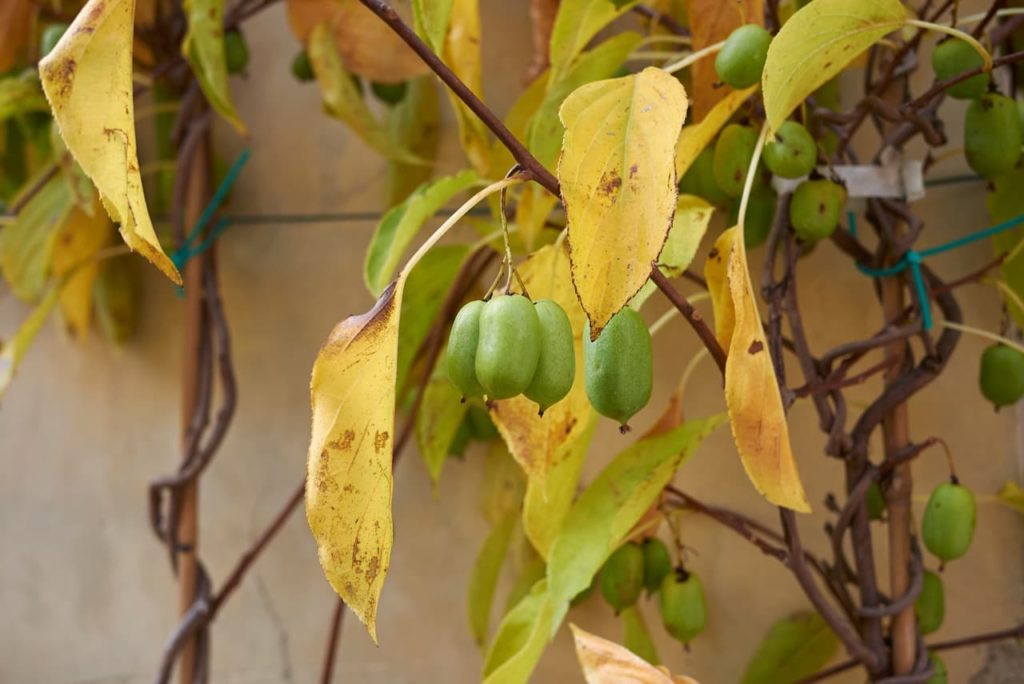 Actinidia arguta plant with yellow drooping leaves and ovular green fruits
