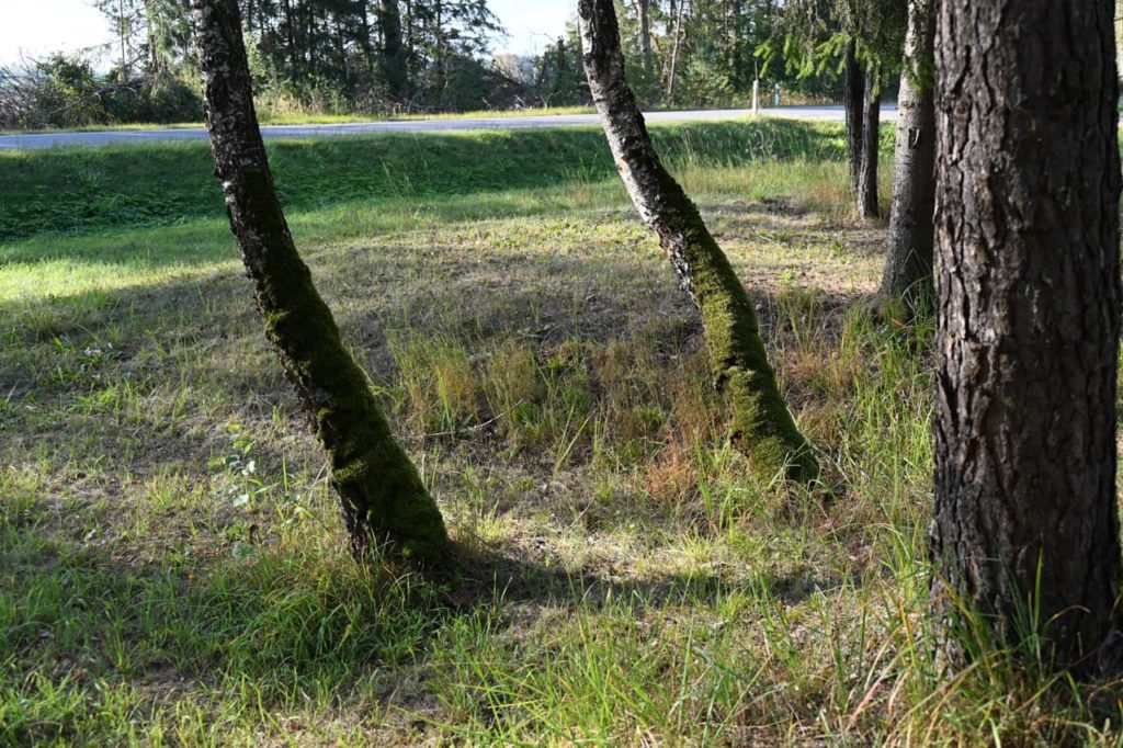 two trees growing in a grassy field covered in moss leaning at an angle