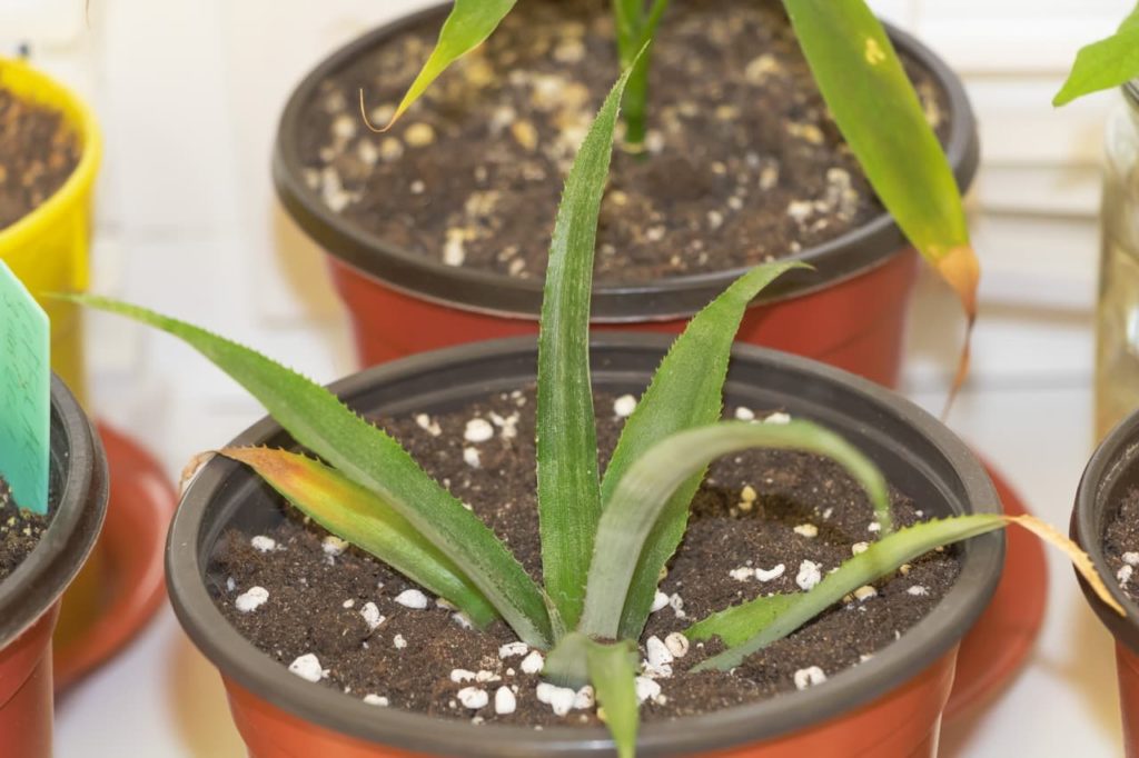 leaves of Ananas comosus plant emerging from the surface of the compost in a small plant pot