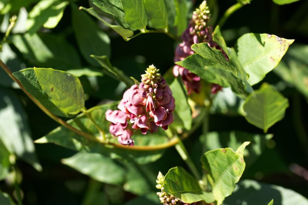 Apios americana plant in sunlight