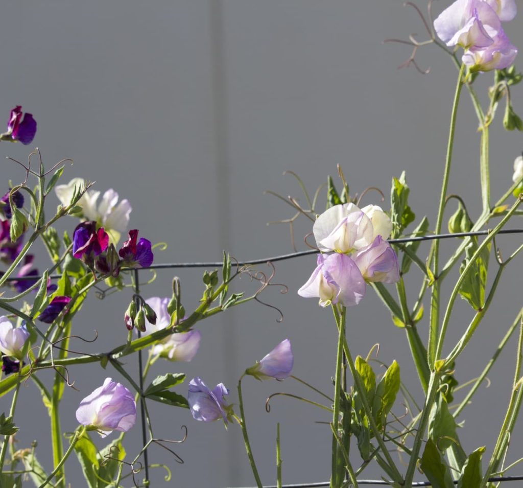 metal wire being used as a support for sweet pea plants with purple, white and pink flowers