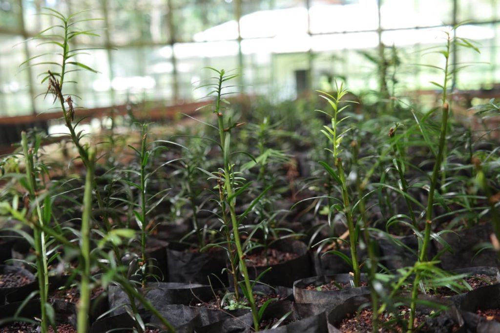 T. sumatrana cuttings propagating in individual pots of compost in a large greenhouse