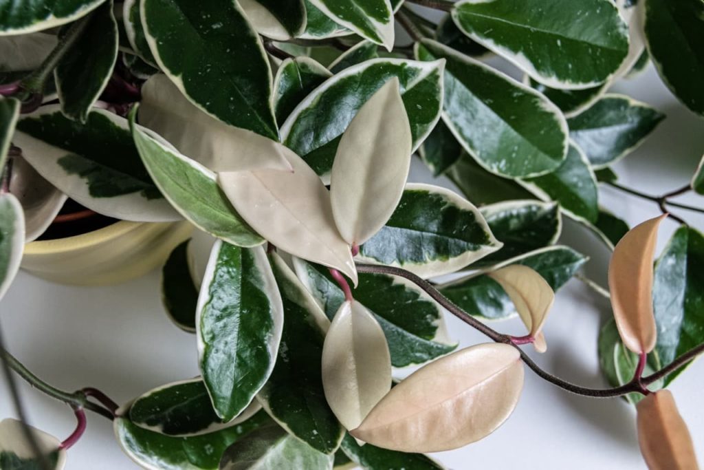 white and green variegated foliage from a 'krimson queen' hoya plant growing in a container indoors