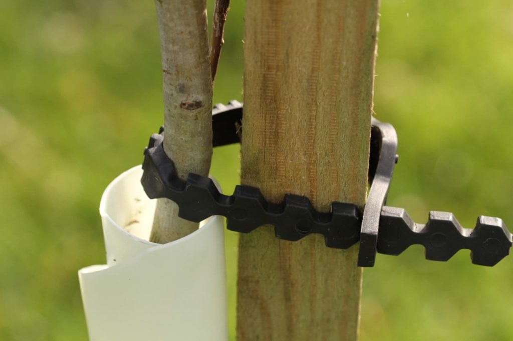 plastic attachment keeping a tree growing against a wooden support post