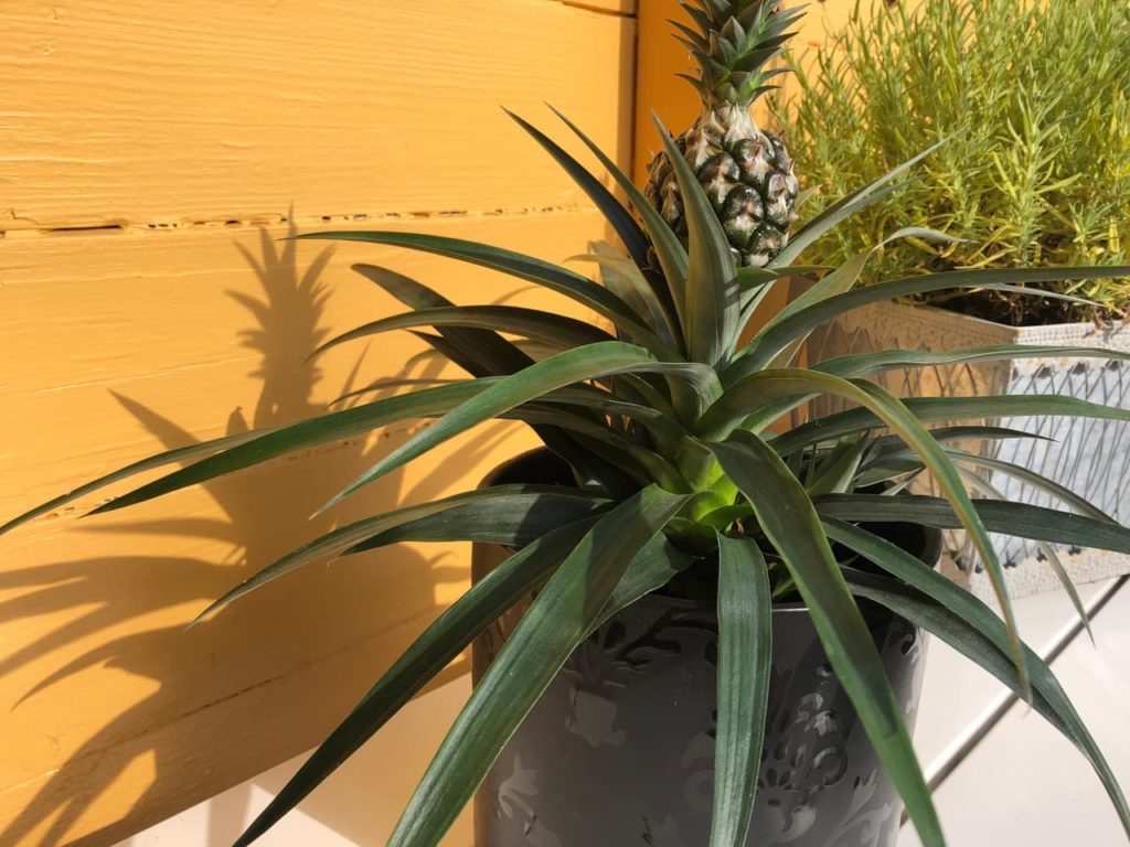 large container with a mature fruiting pineapple plant
