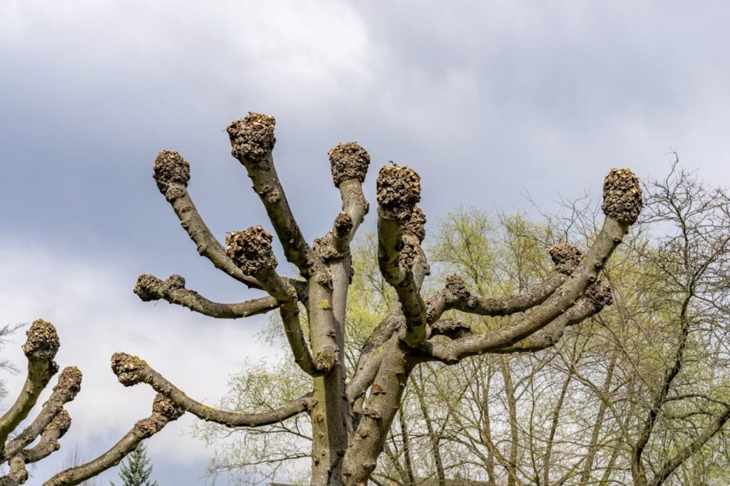 a sycamore tree that has been pollarded to restrict growth