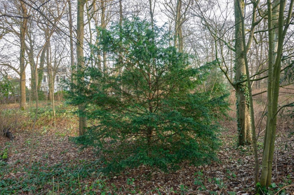 a young evergreen yew tree with lots of green foliage growing in a woodland area next to deciduous trees