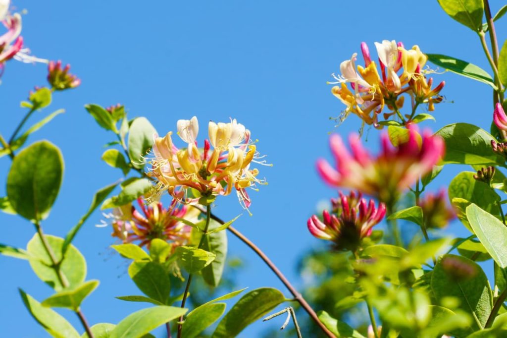 Lonicera henryi periclymenum shrub with ovate leaves and brightly coloured pink, white and yellow detailing on the flowers