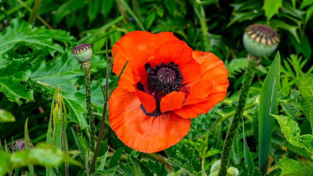 classic poppy with three overlapping red inflorescences and a black centre