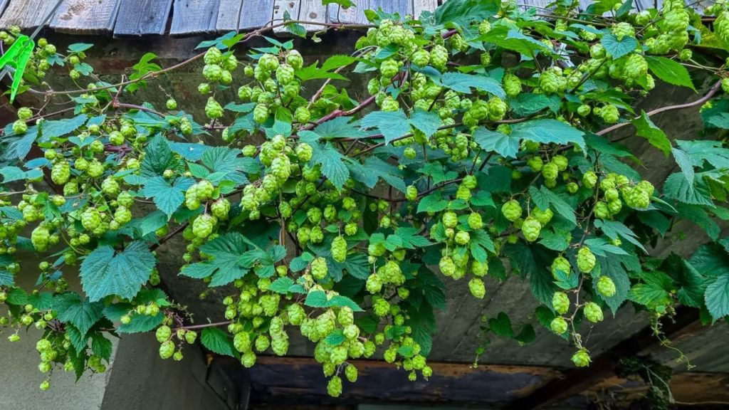 Humulus lupulus hanging down the side of a wall