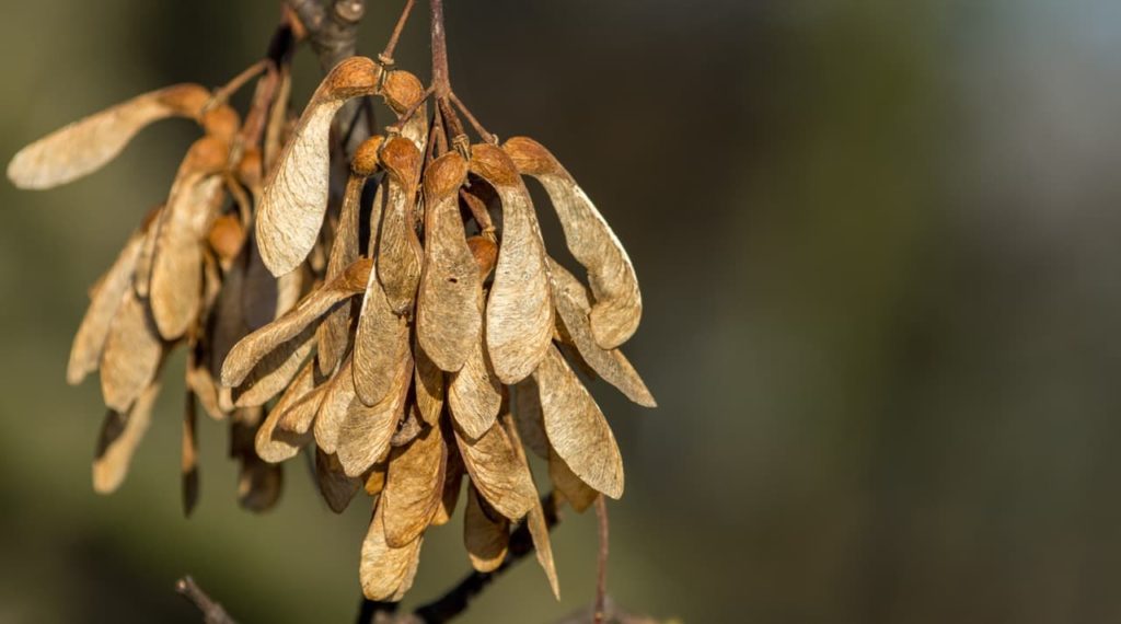 the dried seed pods from a Acer pseudoplatanus