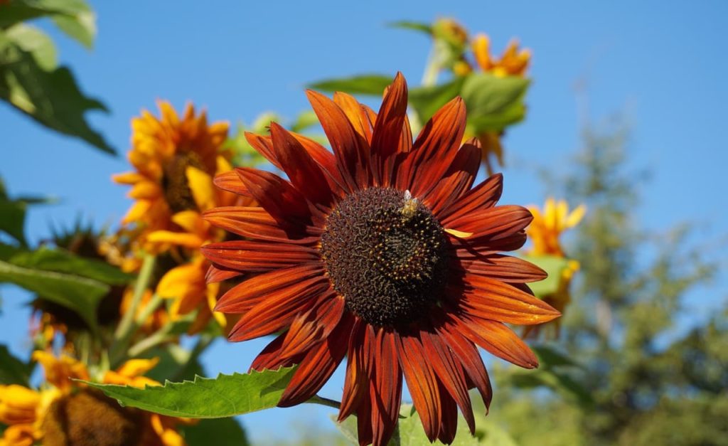 a 'velvet queen' sunflower head