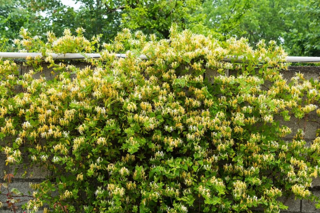 a stone wall covered in a floriferous Japanese honeysuckle plant with yellow flowers