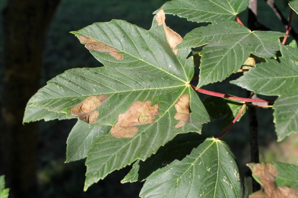 Acer pseudoplatanus that has been infested with sawfly and has brown patches on its star-shaped leaves